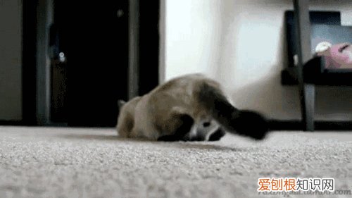 猫为什么喜欢蹭屁股,猫为啥喜欢蹭