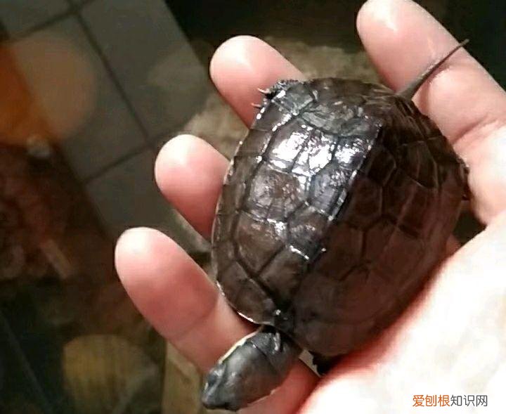 新手家养什么狗最好,新手适合养什么宠物?