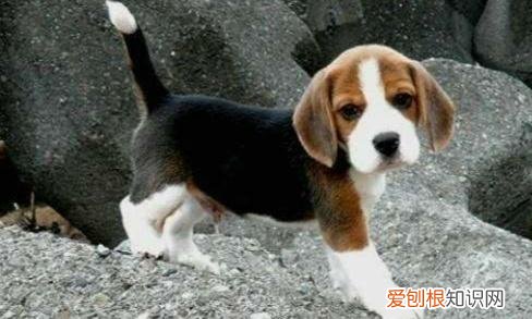 新手家养什么狗最好,新手适合养什么宠物?