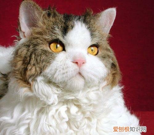 新手家养什么狗最好,新手适合养什么宠物?