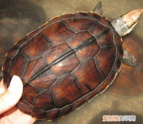 新手家养什么狗最好,新手适合养什么宠物?