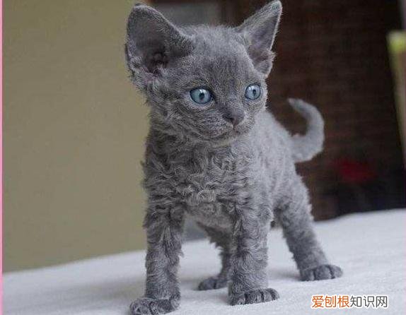 新手家养什么狗最好,新手适合养什么宠物?