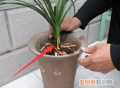勤养鱼懒养花是什么意思,养花讲究的是“三勤”和“三懒”,你们注意到了吗?