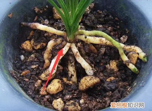 勤养鱼懒养花是什么意思,养花讲究的是“三勤”和“三懒”,你们注意到了吗?