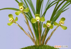 勤养鱼懒养花是什么意思，养花讲究的是“三勤”和“三懒”，你们注意到了吗？