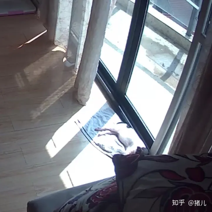 养什么宠物猪最好,养宠物猪有哪些独特的感受,和养猫狗有什么不同?