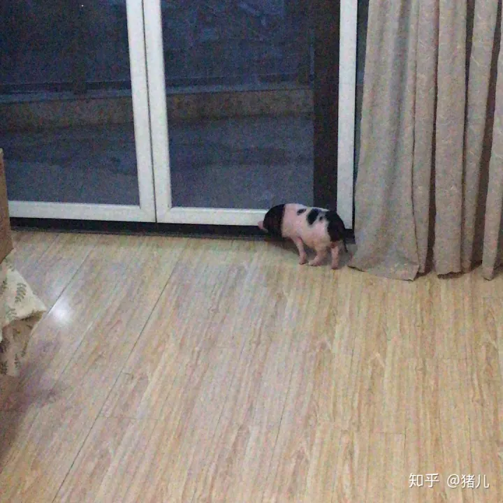 养什么宠物猪最好,养宠物猪有哪些独特的感受,和养猫狗有什么不同?