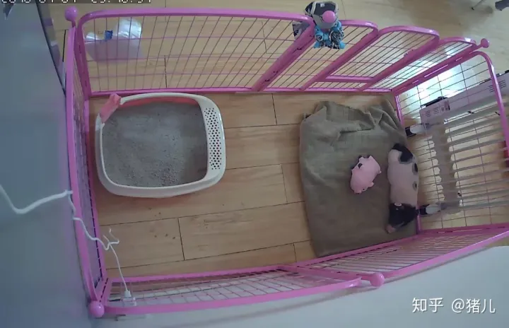 养什么宠物猪最好,养宠物猪有哪些独特的感受,和养猫狗有什么不同?