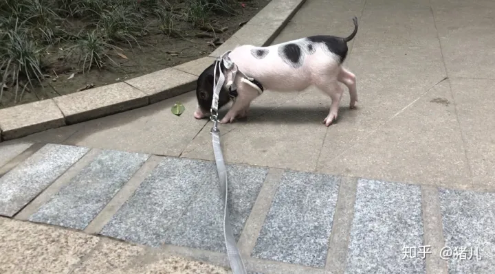 养什么宠物猪最好,养宠物猪有哪些独特的感受,和养猫狗有什么不同?