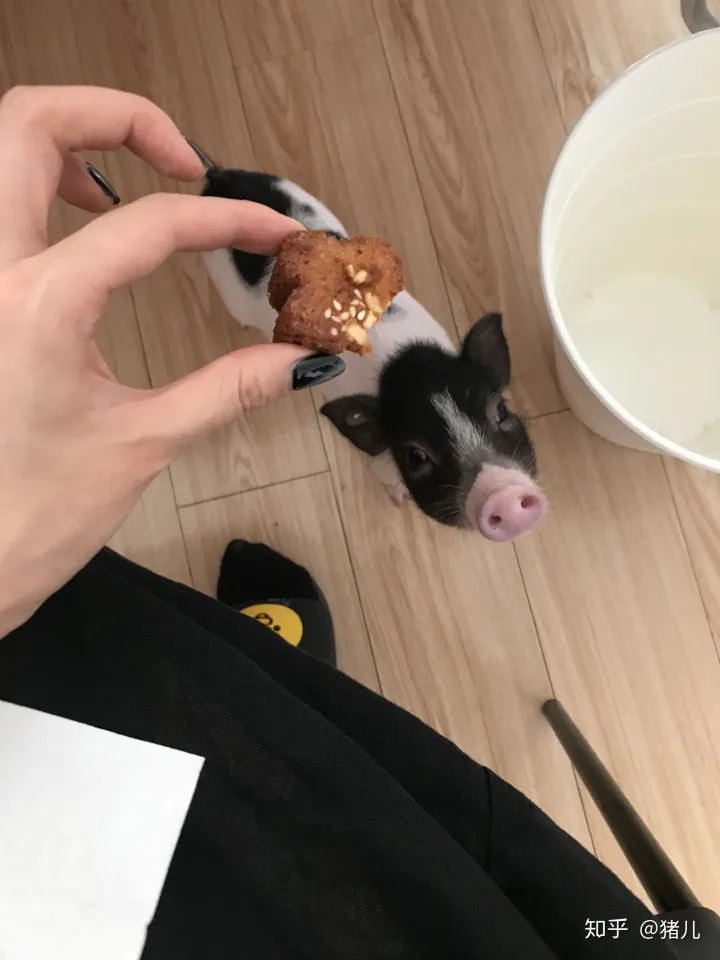 养什么宠物猪最好,养宠物猪有哪些独特的感受,和养猫狗有什么不同?