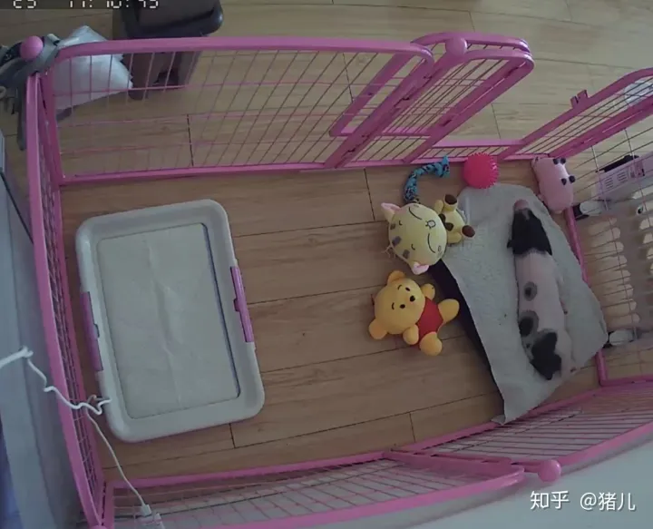养什么宠物猪最好,养宠物猪有哪些独特的感受,和养猫狗有什么不同?