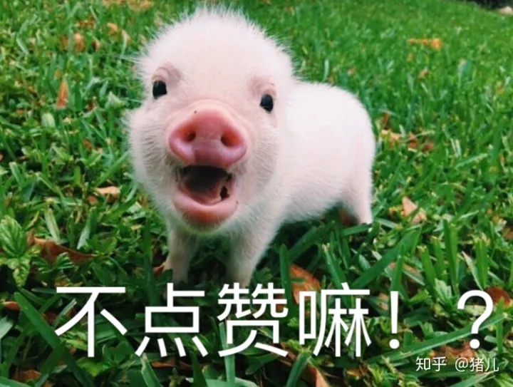 养什么宠物猪最好,养宠物猪有哪些独特的感受,和养猫狗有什么不同?