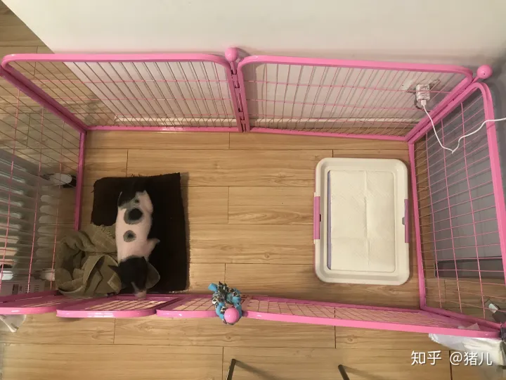 养什么宠物猪最好,养宠物猪有哪些独特的感受,和养猫狗有什么不同?