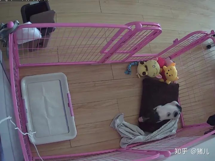 养什么宠物猪最好,养宠物猪有哪些独特的感受,和养猫狗有什么不同?