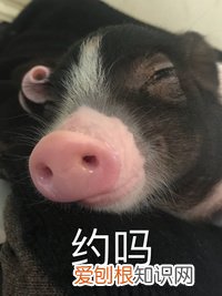 养什么宠物猪最好,养宠物猪有哪些独特的感受,和养猫狗有什么不同?