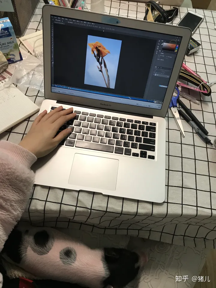 养什么宠物猪最好,养宠物猪有哪些独特的感受,和养猫狗有什么不同?