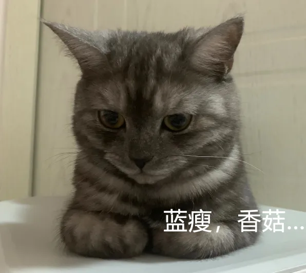 养宠物应该采取什么措施,关于养宠物的注意事项?