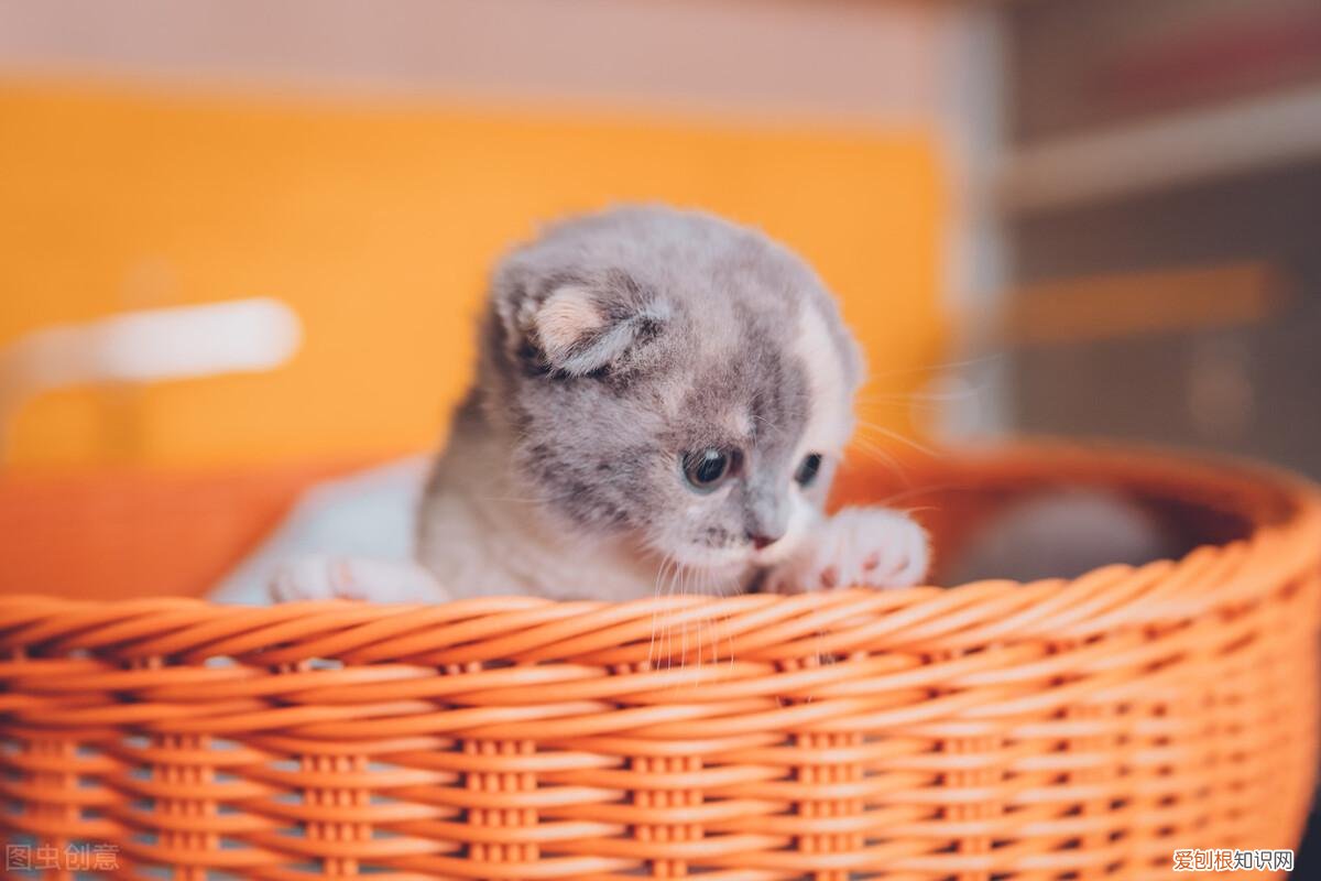 宠物猫不能养了怎么办,「养宠攻略」第000篇 宠物养猫养狗 劝退指南