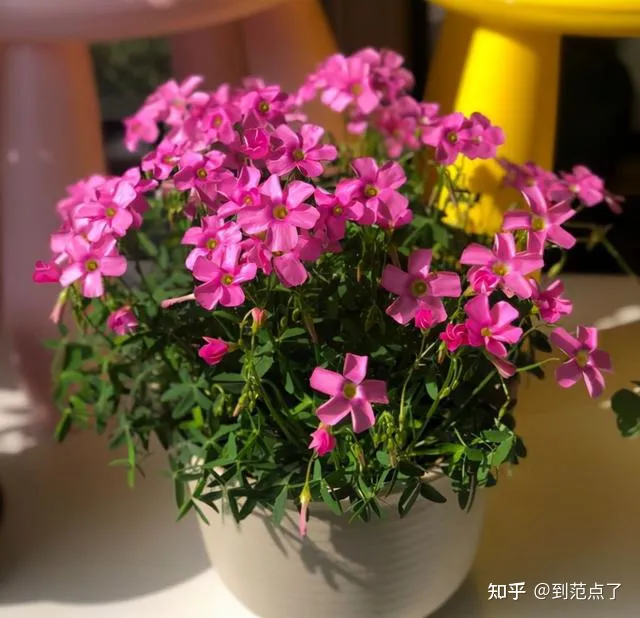 养花基本技巧,新手养花4个技巧,虽然不是万能的,但是养花必备的