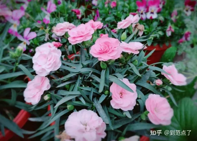 养花基本技巧,新手养花4个技巧,虽然不是万能的,但是养花必备的