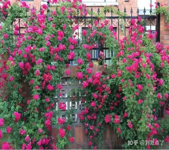 养花基本技巧,新手养花4个技巧,虽然不是万能的,但是养花必备的
