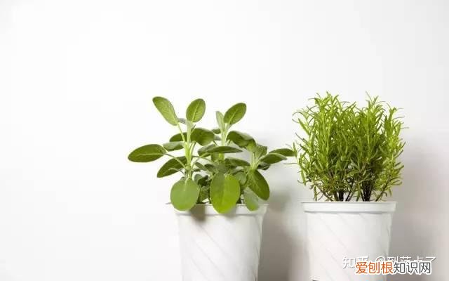 养花基本技巧,新手养花4个技巧,虽然不是万能的,但是养花必备的