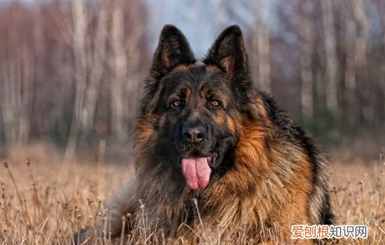 阿富汗犬洗澡价格 阿富汗猎犬怎么洗澡
