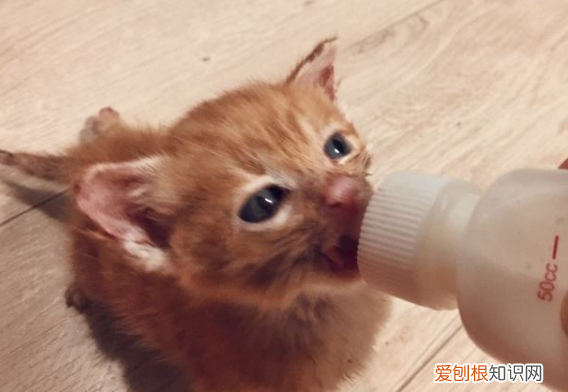 橘猫为什么会吐口水,猫为啥会吐口水