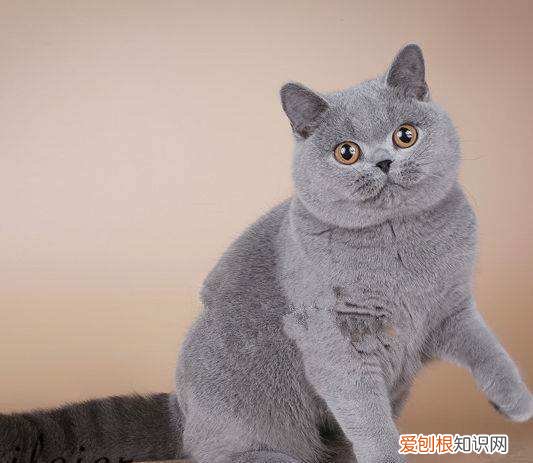 英短蓝猫为什么会吐,英短蓝猫为什么会吐毛球