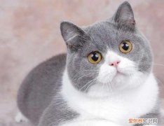 哪种宠物蛙好养，你为什么喜欢养宠物？