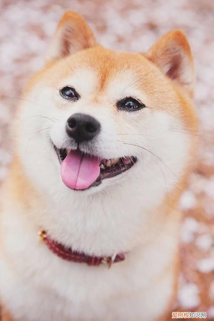 哪种宠物蛙好养,你为什么喜欢养宠物?
