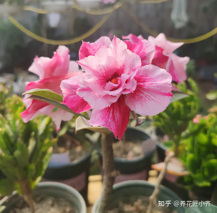 新手养花6字“法则”,虽然不是万能的,但是养花必备的