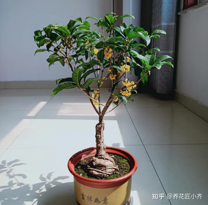 新手养花6字“法则”,虽然不是万能的,但是养花必备的