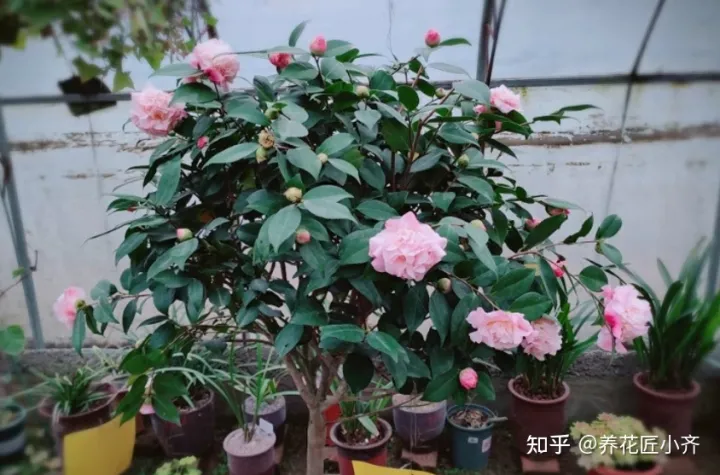 新手养花6字“法则”,虽然不是万能的,但是养花必备的