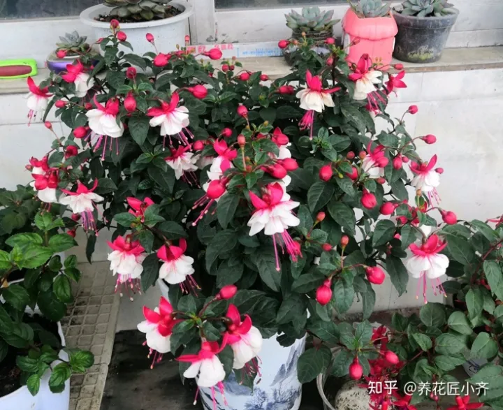 新手养花6字“法则”,虽然不是万能的,但是养花必备的