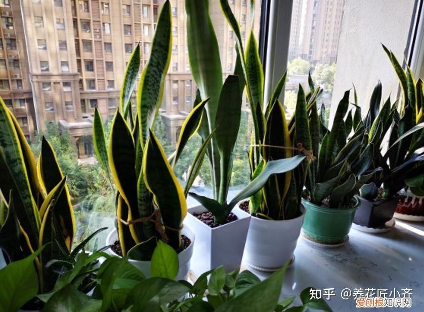 新手养花6字“法则”,虽然不是万能的,但是养花必备的