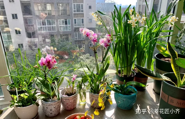 新手养花6字“法则”,虽然不是万能的,但是养花必备的