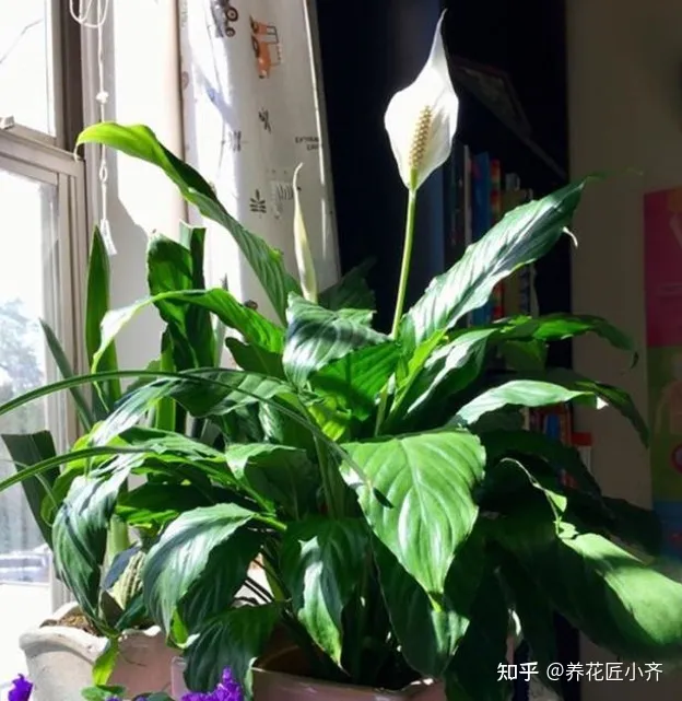 新手养花6字“法则”,虽然不是万能的,但是养花必备的