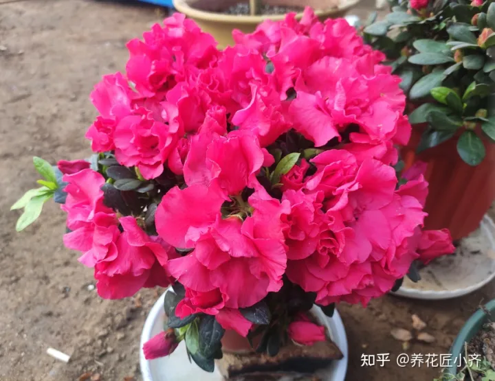 新手养花6字“法则”,虽然不是万能的,但是养花必备的