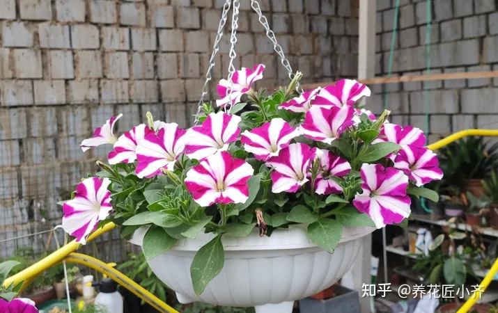 新手养花6字“法则”,虽然不是万能的,但是养花必备的