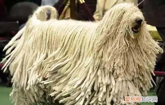 松狮剃毛好吗 松狮怎么修毛造型