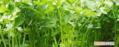 芹菜的功效与作用吃法大全 芹菜的功效《常吃芹菜对身体有5个好处》
