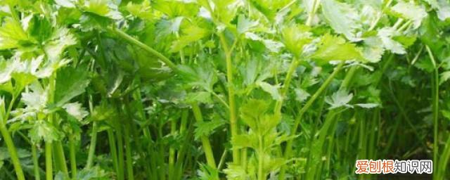 芹菜的功效与作用吃法大全 芹菜的功效《常吃芹菜对身体有5个好处》