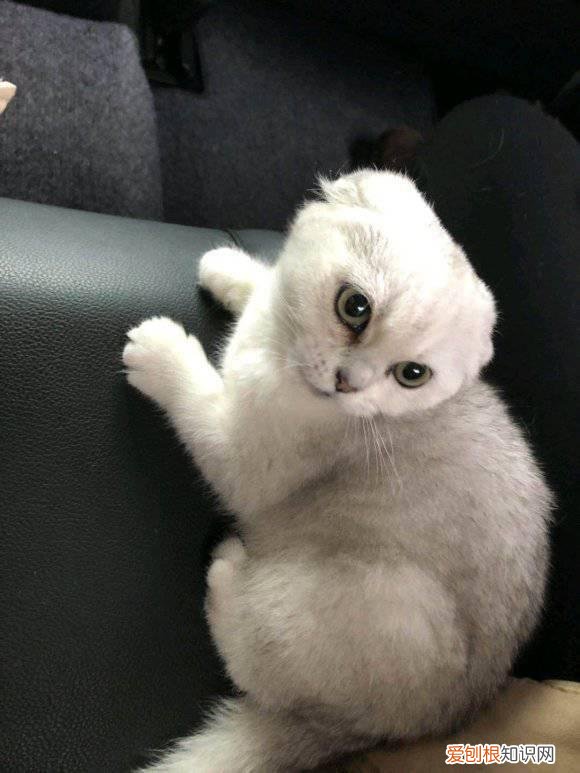 折耳猫为什么猫喜欢弓起走,折耳猫有点弓背是怎么了