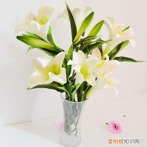 花艺基础理论入门,花艺知识课堂丨做到这几点,人人都是买花养花专家