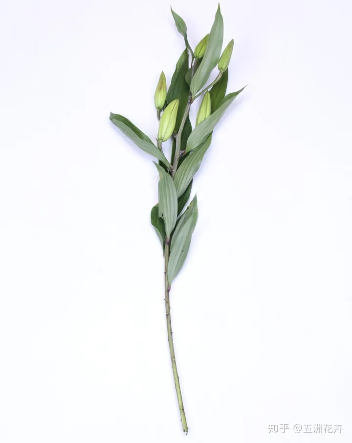 花艺基础理论入门,花艺知识课堂丨做到这几点,人人都是买花养花专家