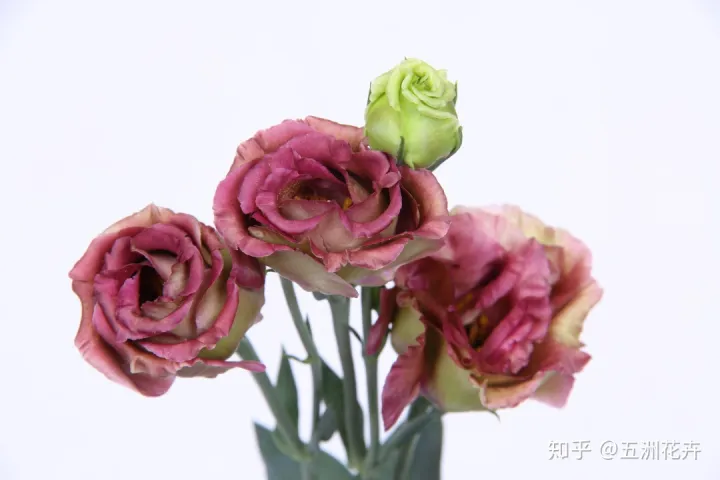 花艺基础理论入门,花艺知识课堂丨做到这几点,人人都是买花养花专家