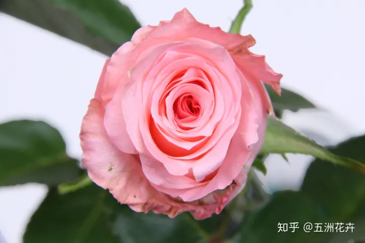 花艺基础理论入门,花艺知识课堂丨做到这几点,人人都是买花养花专家