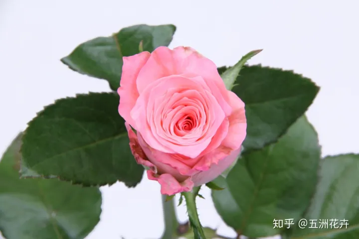花艺基础理论入门,花艺知识课堂丨做到这几点,人人都是买花养花专家