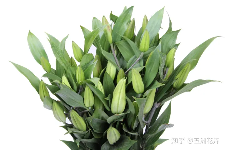 花艺基础理论入门,花艺知识课堂丨做到这几点,人人都是买花养花专家